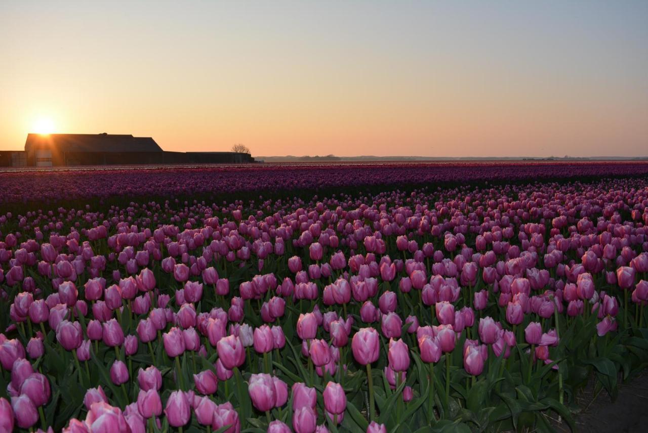 Camping De Tulpenweide Lege Kampeerplaats, Lege Plaats Op Het Gras Zonder Bed Breezand المظهر الخارجي الصورة