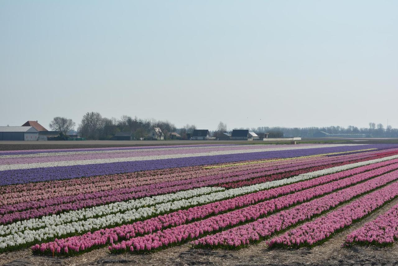 Camping De Tulpenweide Lege Kampeerplaats, Lege Plaats Op Het Gras Zonder Bed Breezand المظهر الخارجي الصورة